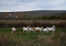Reaching Robert College by Boat